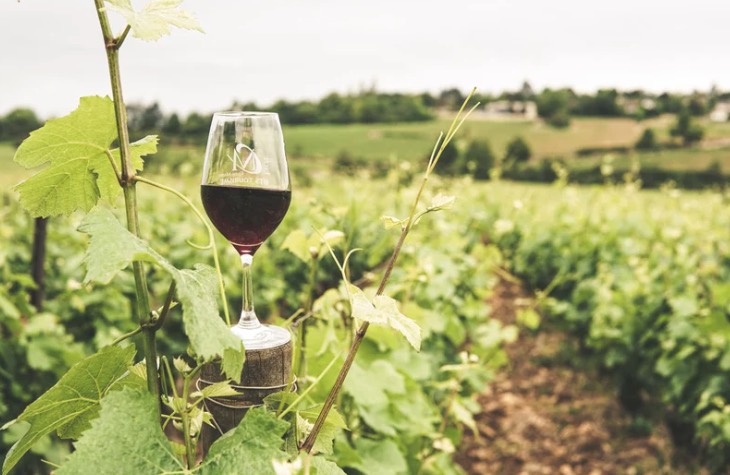 A glass of wine in a vineyard